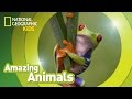 Discovering the Red-eyed Tree Frog