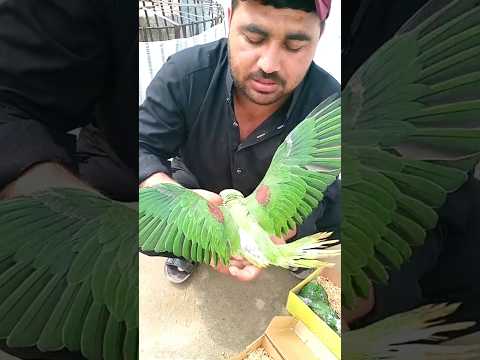 So Baby Parort #parrot