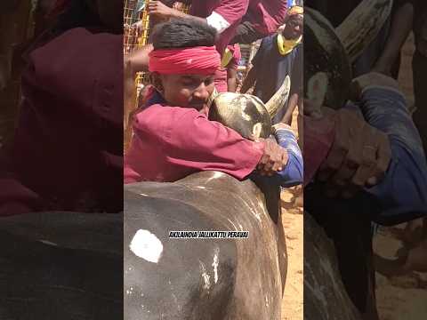 #jallikattu#manjuvirattu#vadam#Devar#tamilnadu#thala#thalapathy#madurai#india#culture#breeding#siva