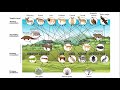 Food Webs and Trophic Interactions