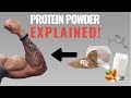 Protein Powder and Muscle Synthesis