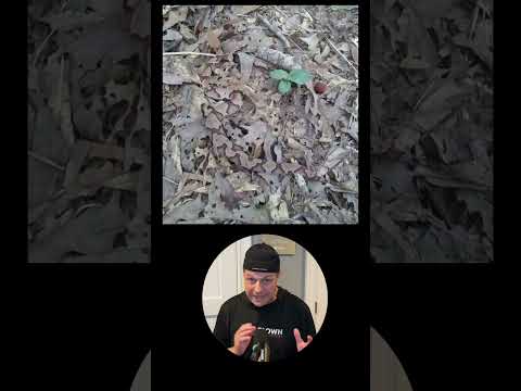 Camouflage