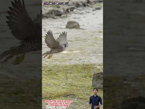 Chim cắt truy đuổi vịt chạy rất nhanh và thoát thân - Falcon chasing duck