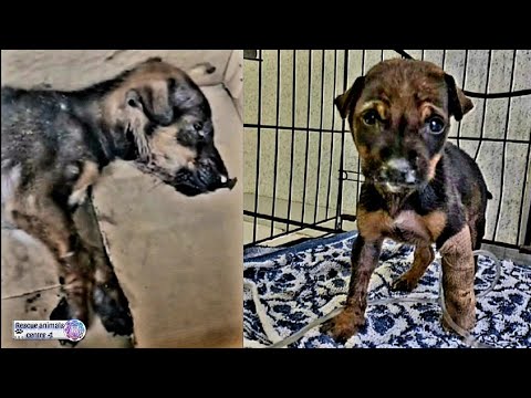 The Heartwarming Rescue of an Abandoned Puppy