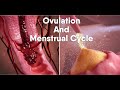 Exploring the Menstrual Cycle and Ovulation