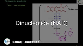 Dinucleotide (NAD)