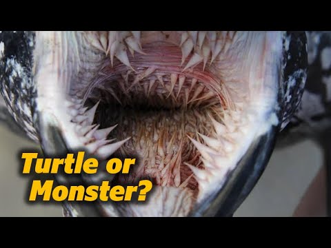 How Leatherback Turtles Eat Jellyfish Without Teeth!