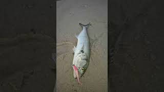 #pesca #fishing ##lenguado #fluke #stripedbass #bluefish