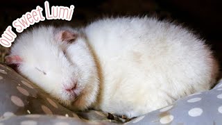 What Happened to Lumi 🤍