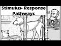 Feedback Loops and Reflex Arcs