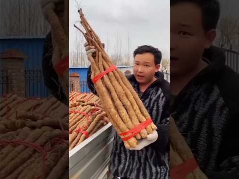 😱சீன விவசாயிகளின் அற்புதமான பயிர் 🤯 #shorts #facts #shortvideo #china #farmers #chinatechnology
