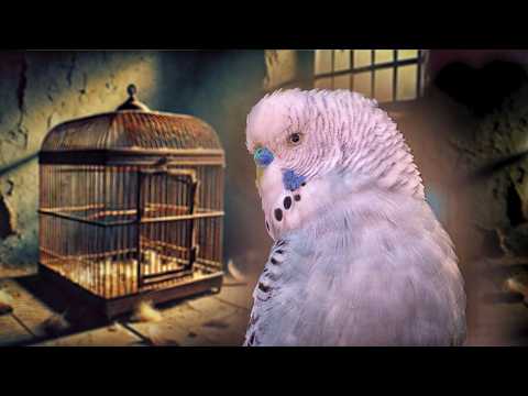 Your budgie might be suffering, and you don’t even realize it