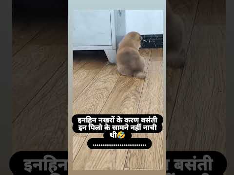 इन्हें नखरो के करण बसंती इने पिल्लू के सामने नहीं नाची😂 #viralvideo #comedyvideos #youtubeshorts