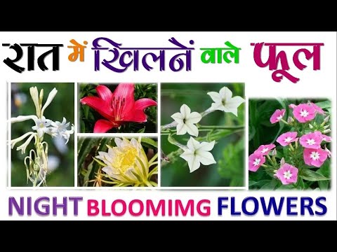 रात में खिलने वाले ११ फूल | 11 Night Blooming Flowers | beautiful Flowers of night