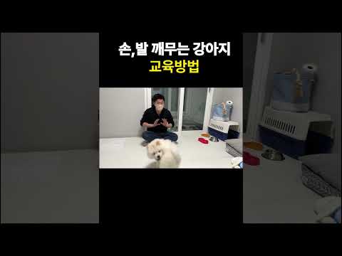 손, 발 깨무는 강아지 교육방법