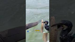 Teknik menangkap ikan yang unik