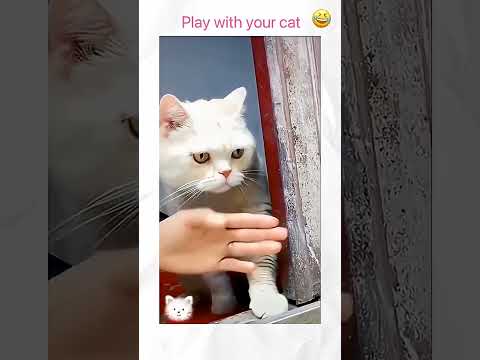 Funny cat movements and reactions #cats #cat #kitten #catvideos #cute #suncats #petsunited #funny
