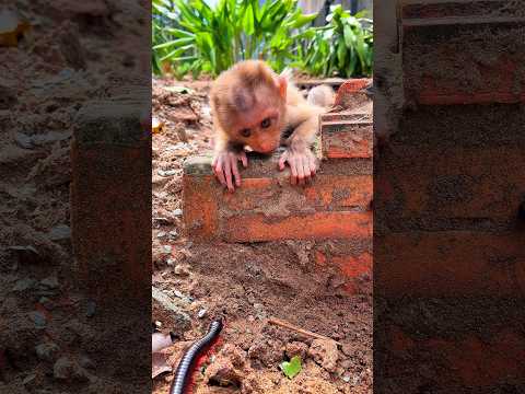 Oh no! The monkey was chilling… until the millipede showed up! 🐒😱 #shortvideo #millipede #monkey