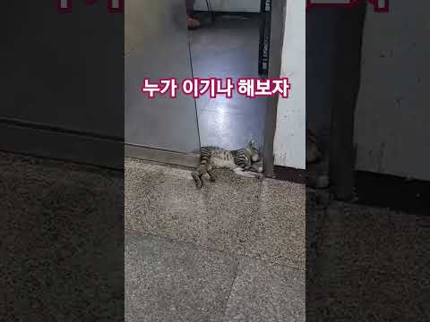 세상 느긋한 고양이. 버틸때까지 버텨보는거야. 자동문의 승리 ㅋㅋㅋ