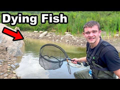 My Pond Fish are Dying... Can We Save Them?
