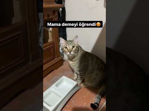 MAMA DİYEN KEDİ 😄(AĞZA BAK) cikoollii