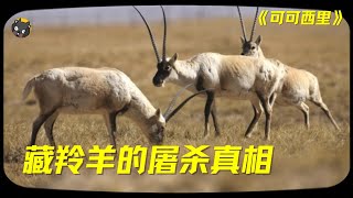 从100万只锐减至1万只，为何一条披肩会引发对藏羚羊的屠杀灾难？拆解《可可西里》| 看电影了没（981期）