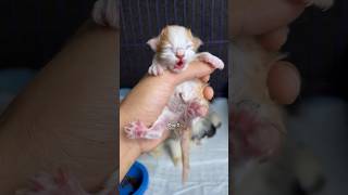 Timelapse cat 7 days cute 😍 #kitten #cutecat #cat #catlover #kucing #kucinglucu