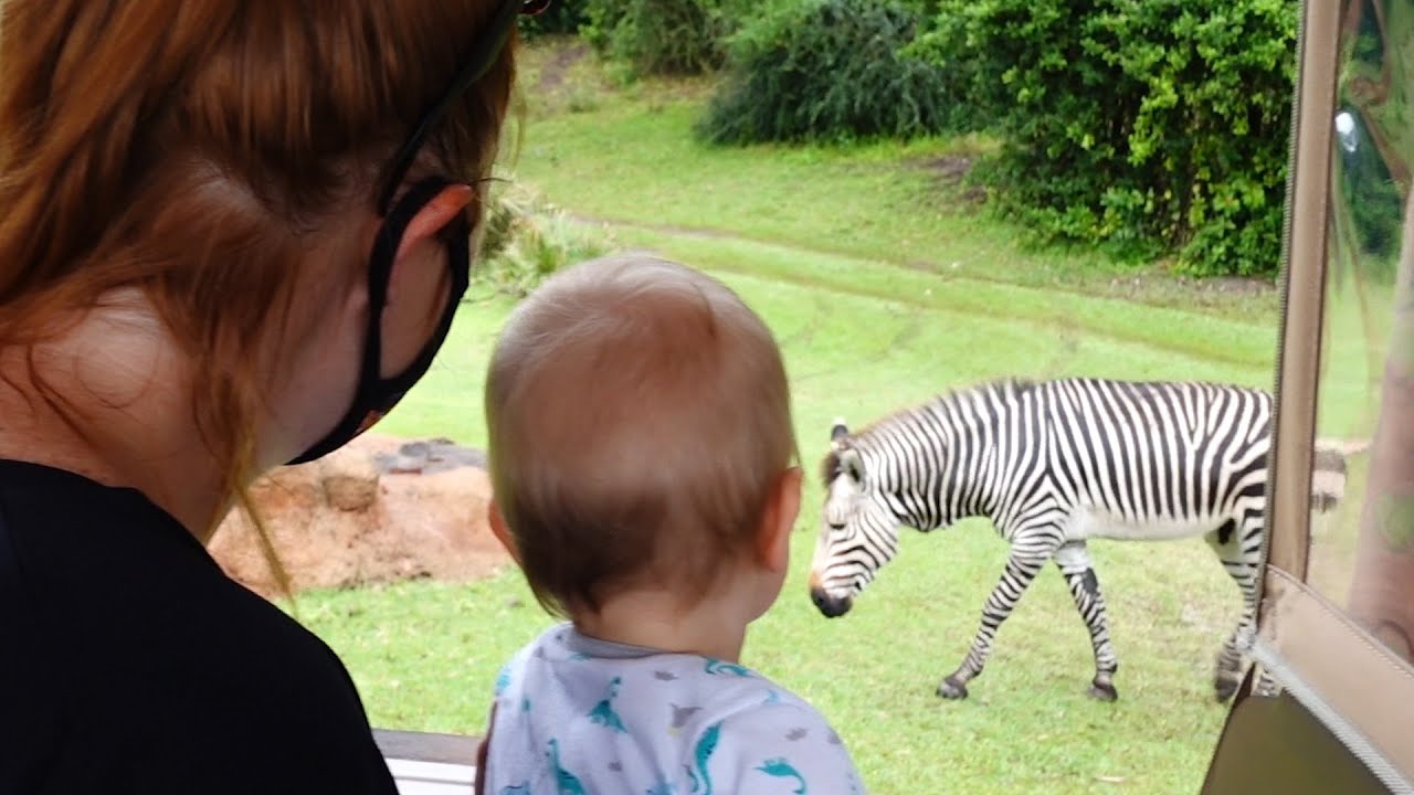 We Had An Awesome Day At Disney's Animal Kingdom! Rainy Safaris Are The Best & More Fun! The Tim Tracker