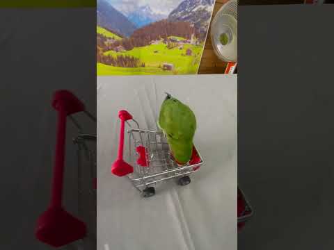 Bird Training : Smart lovebird Parrot | Smart Little Cute Parrot #training #smartparrot #cute