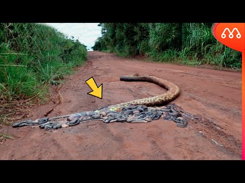 ERA ISSO QUE ESTAVA DENTRO DESSA COBRA