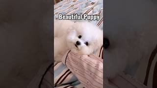 Today this puppy is angry with mom 🐶😡 | Dog😫