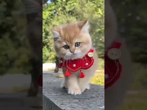 beautiful kitten #monitization #shorts #subscribe #YouTube #viral #cat #animals #kitten #views