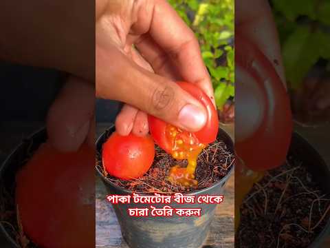 পাকা টমেটোর বীজ থেকে চারা তৈরি করুন #garden #shorts
