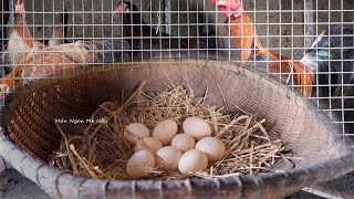 Nuôi Gà Sân Thượng Bằng Thức Ăn Tự Nhiên | Thịt Ngon Như Gà Đi Bộ