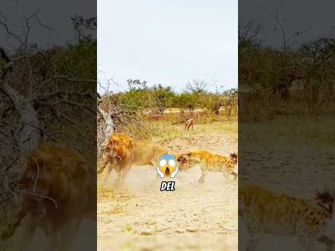 Hienas atacan al león #animales #vidasalvaje #animalessalvajes #animals #mundoanimal