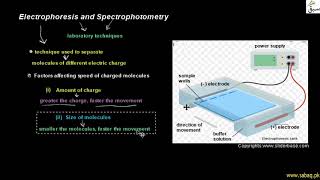 Electrophoresis and Spectrophotometry