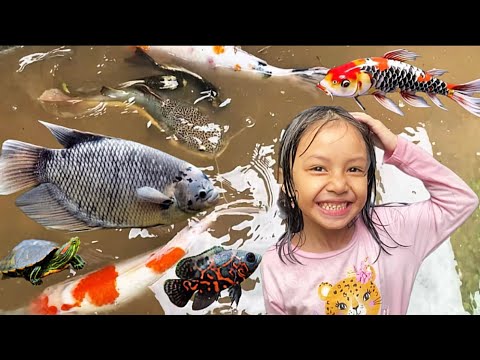 Menangkap ikan di Belakang Rumah & Mencampur Ikan Hias Ikan Gurame, Lele Amazon, Patin, Mas, Oscar