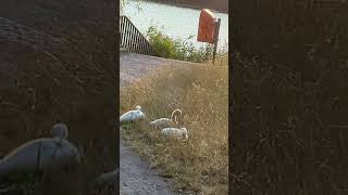 Schwanen-Familie beim Abendessen