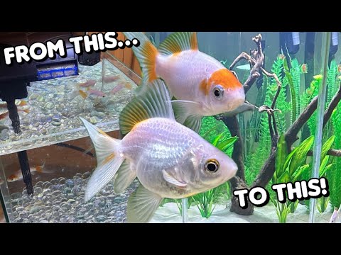 Meet My Rescued Goldfish