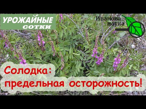 Опасная безопасная. Солодка! Будьте осторожны! Популярное средство от кашля с подвохом!