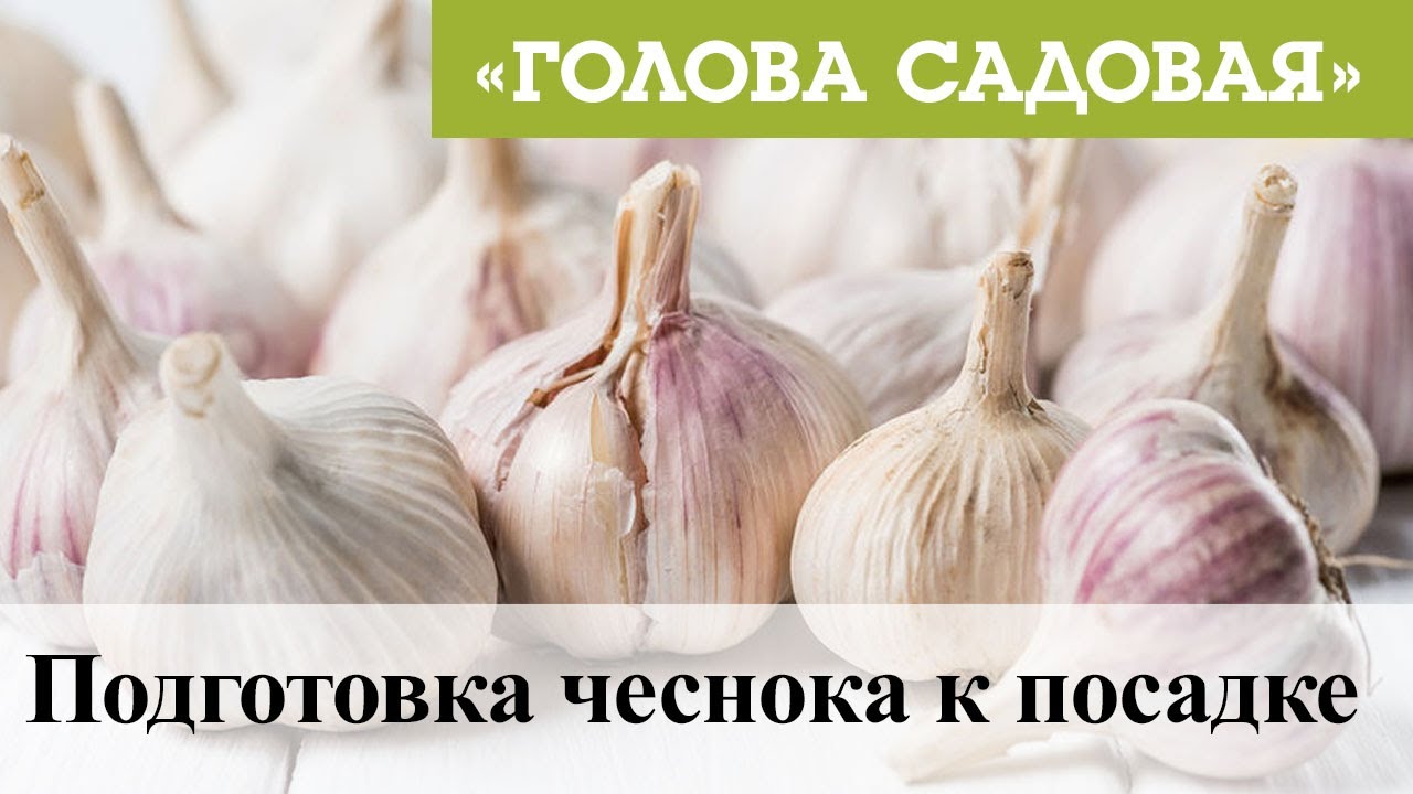 #1 Подготовка чеснока к посадке