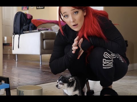 Who's Smarter: Chihuahua Vs. Hamster