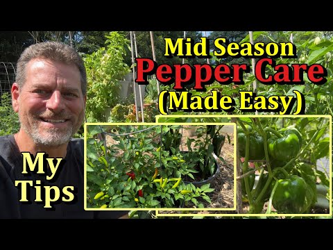 My Simple Mid Season Pepper Care Tips - Grow Amazing Peppers!