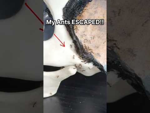 My Ants ESCAPED!!