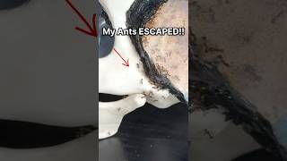 My Ants ESCAPED!!