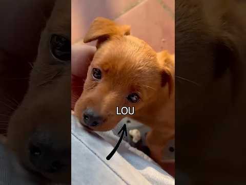 Mang chó bé về gặp chó dữ ở nhà #vietnam #cuncon #hanoi #cúncon #dog #thuthach #thereals #vuive