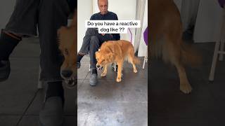Highly Reactive Dog Transformation!