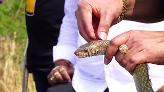 सांप अपनी केंचुली क्यों निकलता है? Cobra snake and Rat snake that fell in farm pond were rescued