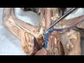 Cat Vascular System Anatomy