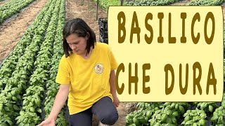 BASILICO come averlo SEMPRE BELLO